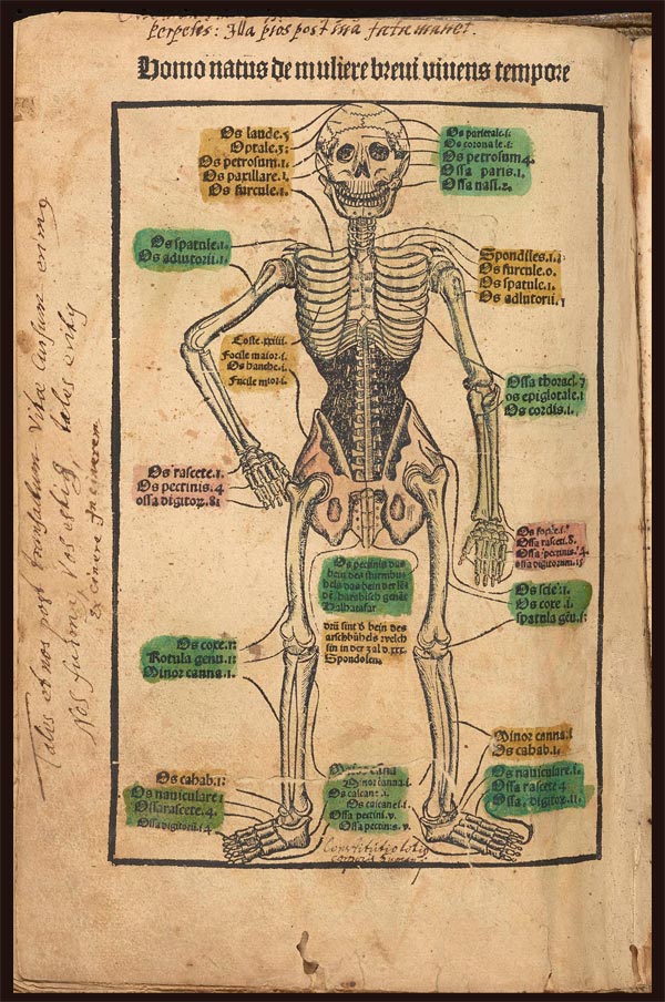 The Garden of Health